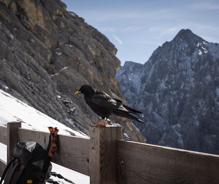 Blick auf einen Vogel auf der Terrasse der Knorrhütte | © GaPa Tourismus GmbH/ Roadtrip the World