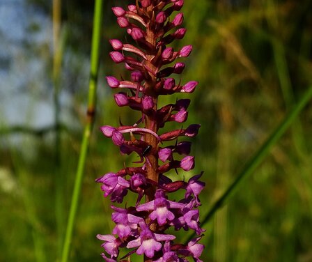 Blick auf eine Orchidee in einer Blumenwiese | © Landratsamt Garmisch-Partenkirchen