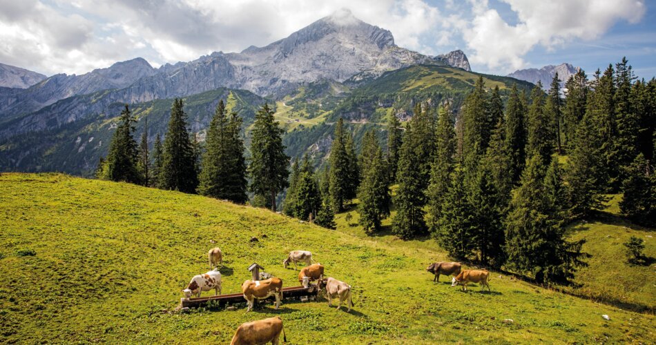 Kühe auf der Kreuzalm mit Blick auf die Alpspitze | © Christian Stadler