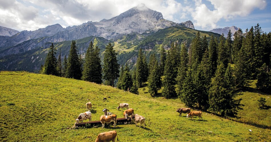 Kühe an der Kreuzalm | © GaPa Tourismus GmbH/Christian Stadler