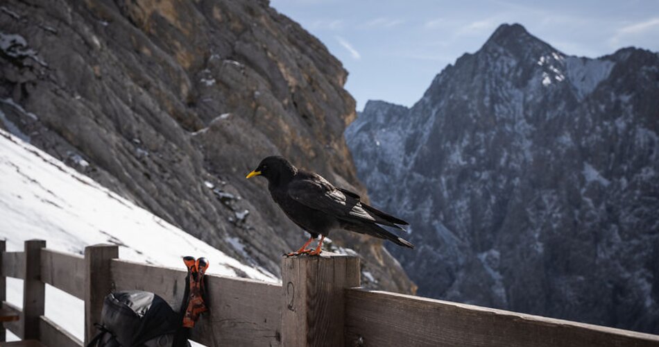 Blick auf eine Amsel an der Knorrhütte in Garmisch-Partenkirchen im Winter | © GaPa Tourismus GmbH/Roadtrip the World