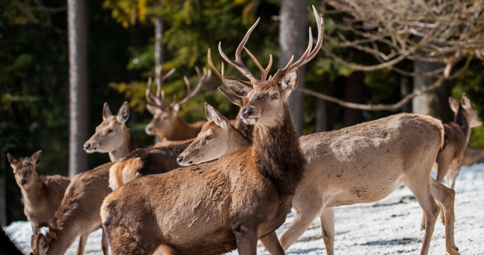 Wanderung zur Wildtierfütterung am Kramerplateuweg | © N.Baumgartl